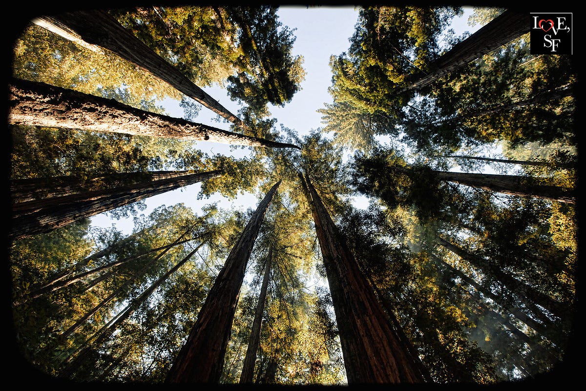Image of: The Breathtaking Forests of the Bay Area