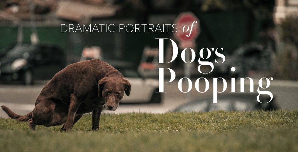 Dramatic Portraits of Dogs Pooping — The Bold Italic — San Francisco
