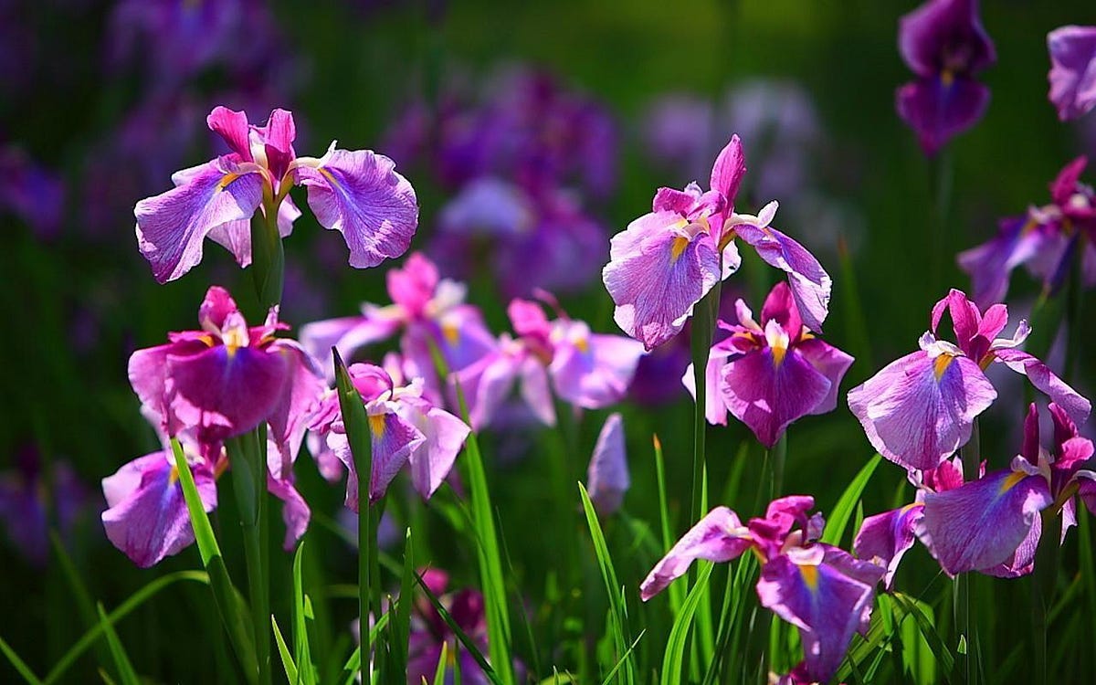 A Comprehensive Guide to Iris Flower Classification Unraveling Nature