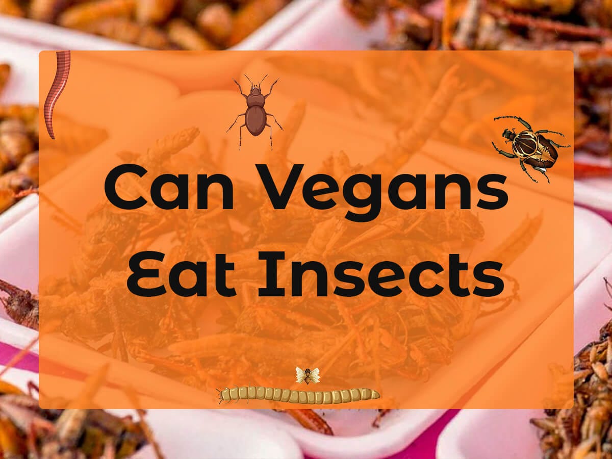 Can Vegans Eat Insects? by 🌱VEGi1 Veganism Online magazine Medium