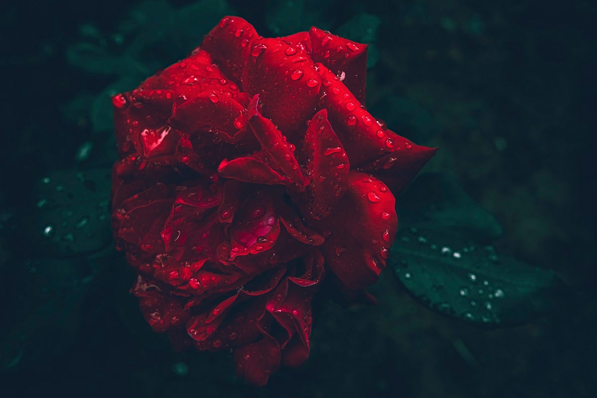 Unbridled Passion. A Love Beyond Control by Mustapha El Hajj