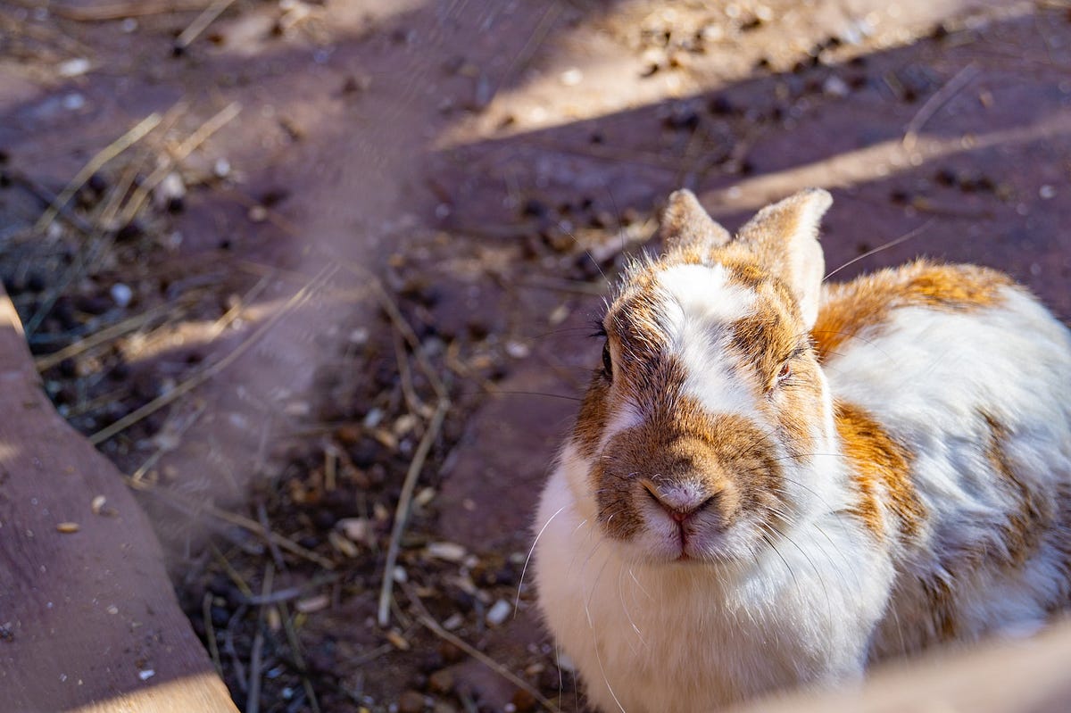 Can VLine Rabbits Make Good Pets? Backyard Bunny News Medium