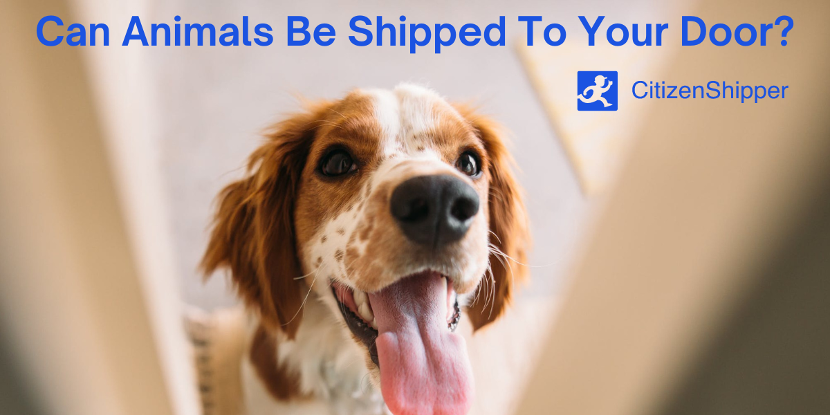 Can Animals Be Shipped To Your Door? by Team CitizenShipper