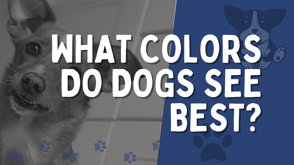 Do Dogs See In Color