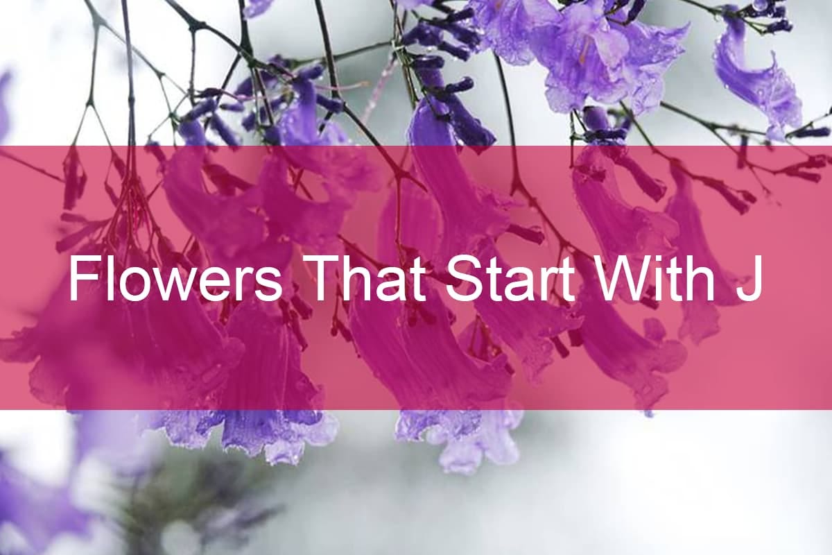 6 Flowers That Start With J. 6 Flowers That Start With J | by Peggie ...