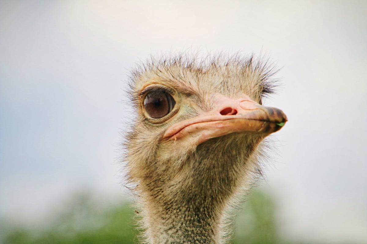 Do Ostriches Bury Their Heads in the Sand? by Sam Westreich, PhD