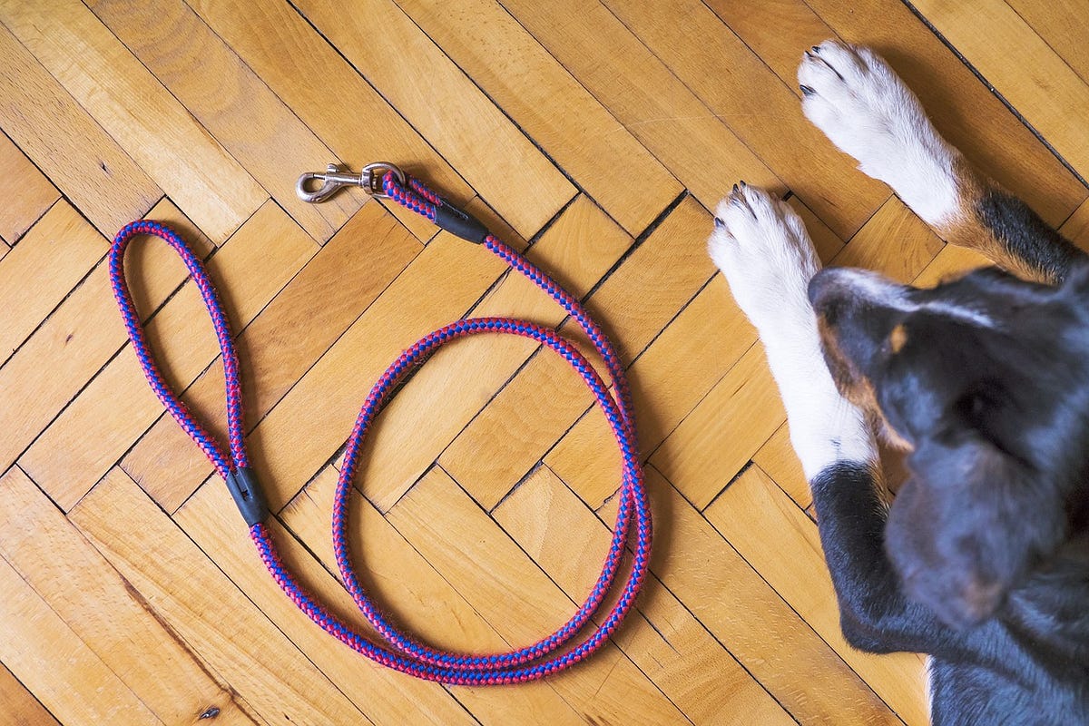 Keeping Your Dog Entertained When They are Home Alone - SitStay