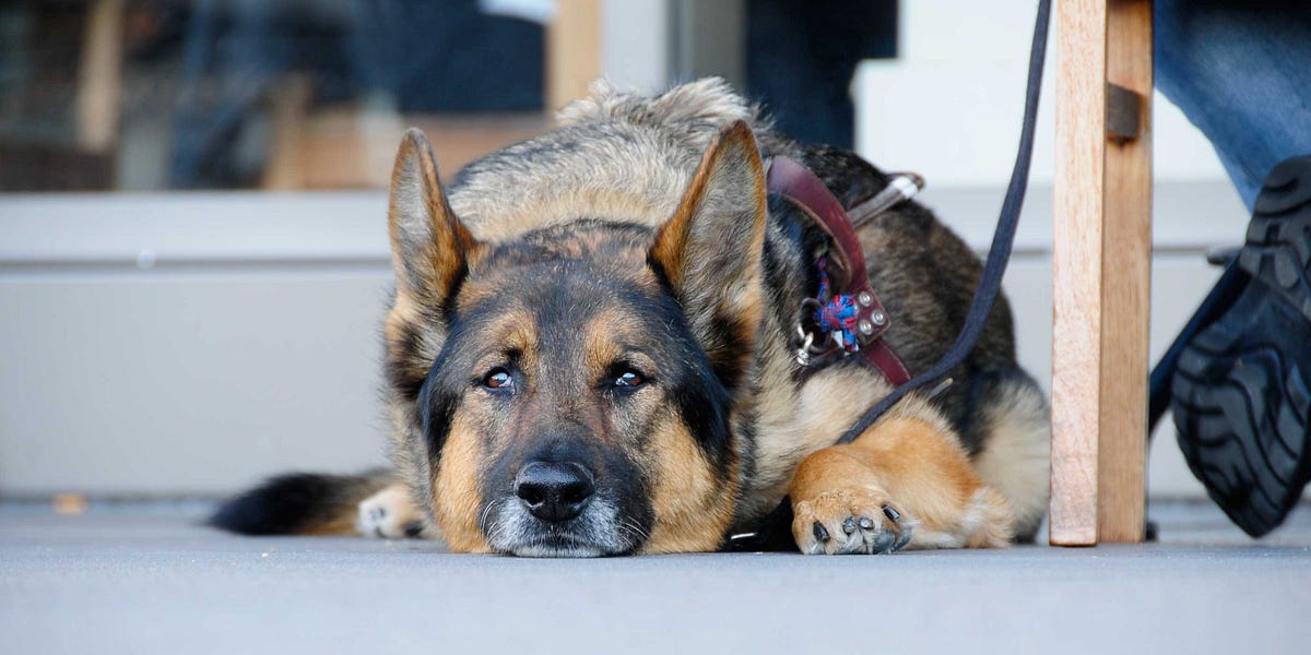 Image of: It’s a Sad Time to be a Pet in San Francisco — The Bold Italic — San Francisco