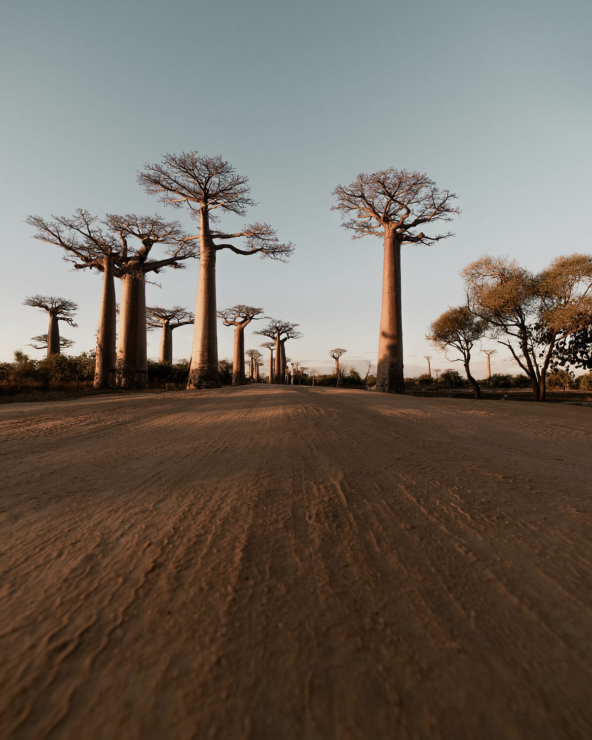 Madagascar: An Enchanting Island of Diversity and Richness | by One Day