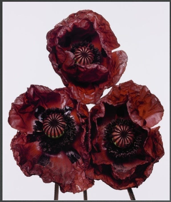 洋書 FLOWERS by Irving Penn Flowers: Penn, Irving: 9780224018944: Amazon.com: Books