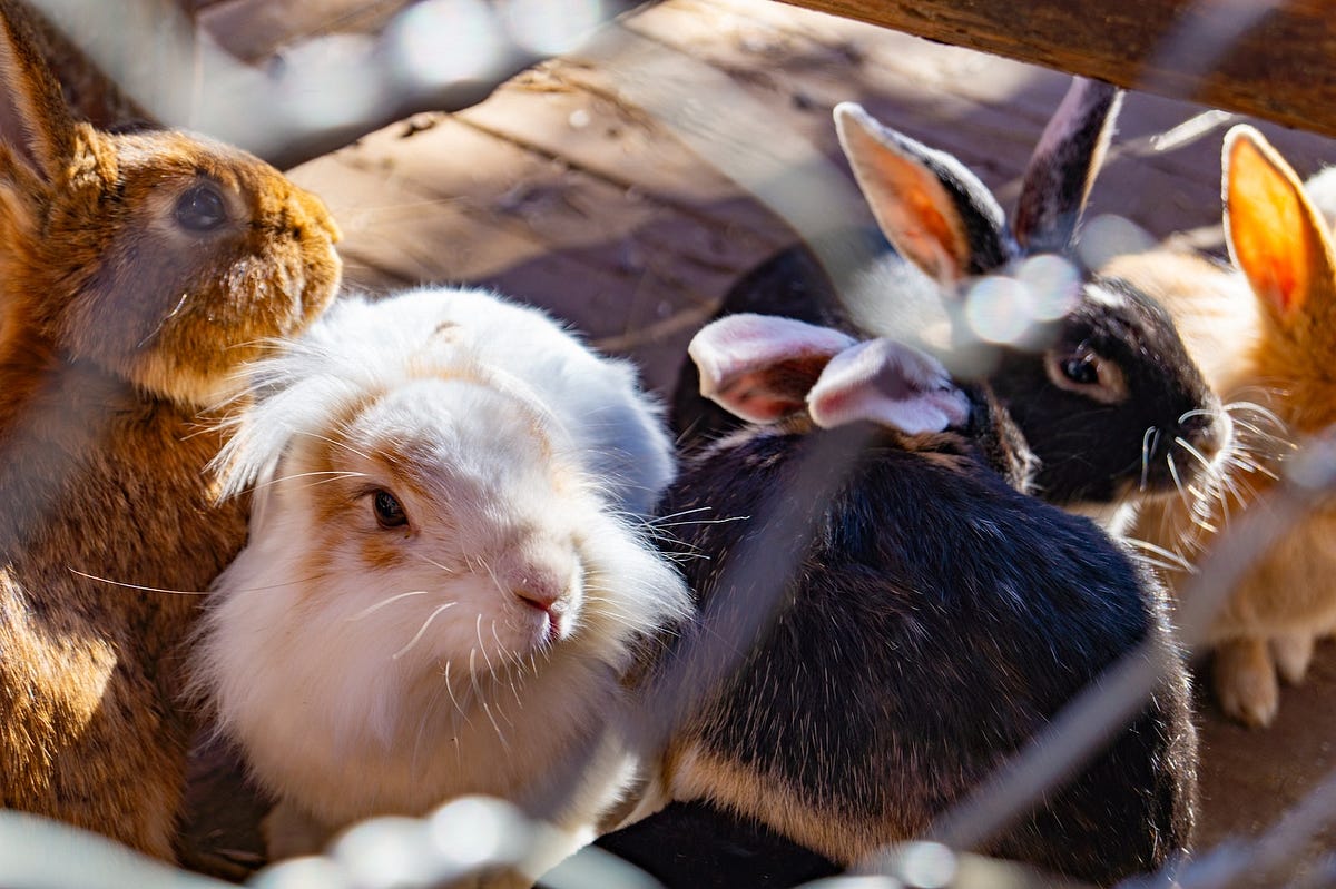 How Can I Keep Bunnies Out Of My Yard? Backyard Bunny News Medium