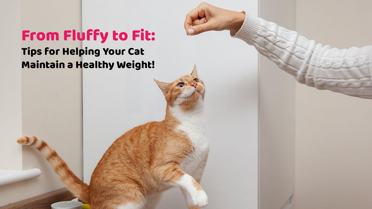 From Fluffy to Fit Tips for Helping Your Cat Maintain a Healthy Weight