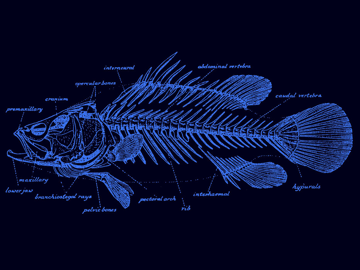 How the insides of a fish are made…, by the writer