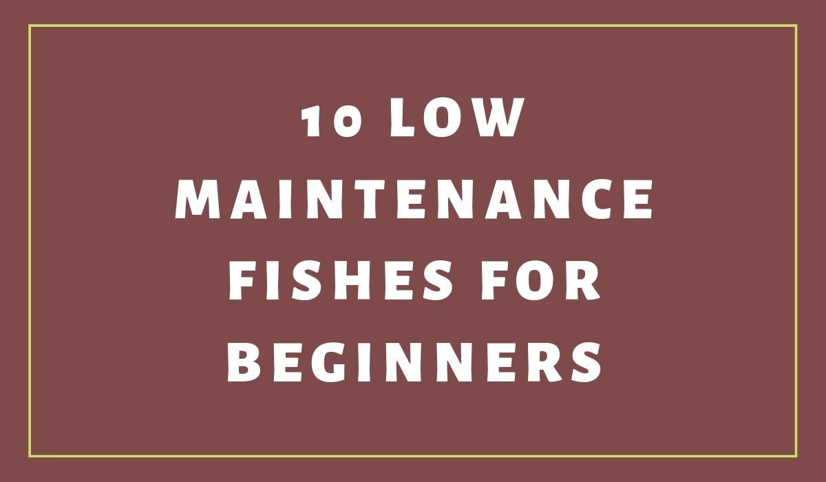 10 Low Maintenance Fishes for Beginners by Pets Abs Medium