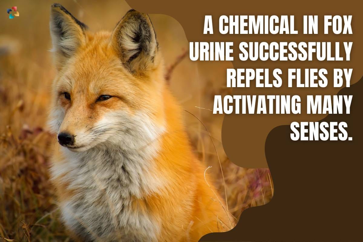 A Chemical In Fox Urine Successfully Repels Flies By Activating Many