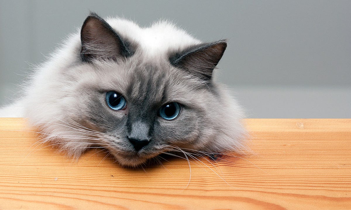 How Long Do Ragdoll Cats Live Indoors? by Maine Coon Cats Medium