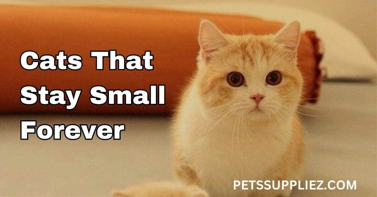 Cats That Stay Small Forever - Hanzla zahid - Medium
