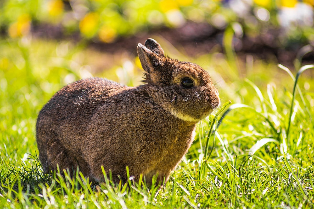 How Can You Lure Rabbits to Your Backyard? Backyard Bunny News Medium