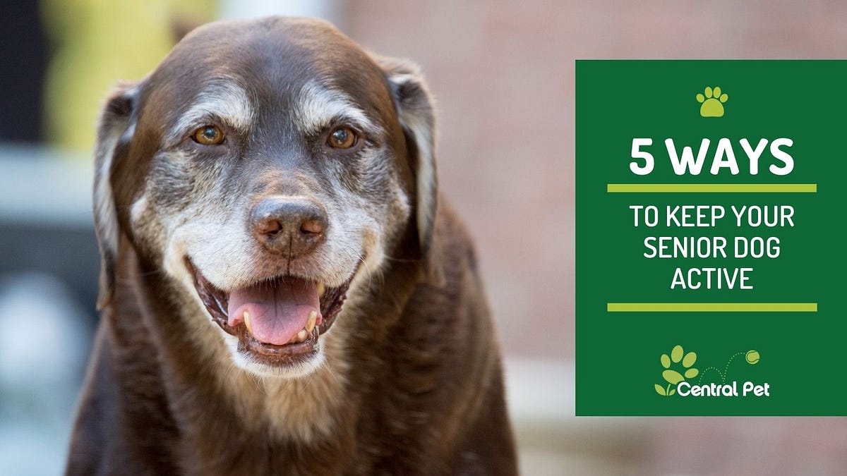 How to Keep Your Senior Dog Active Top Vital Tips by Ella Choy Sep