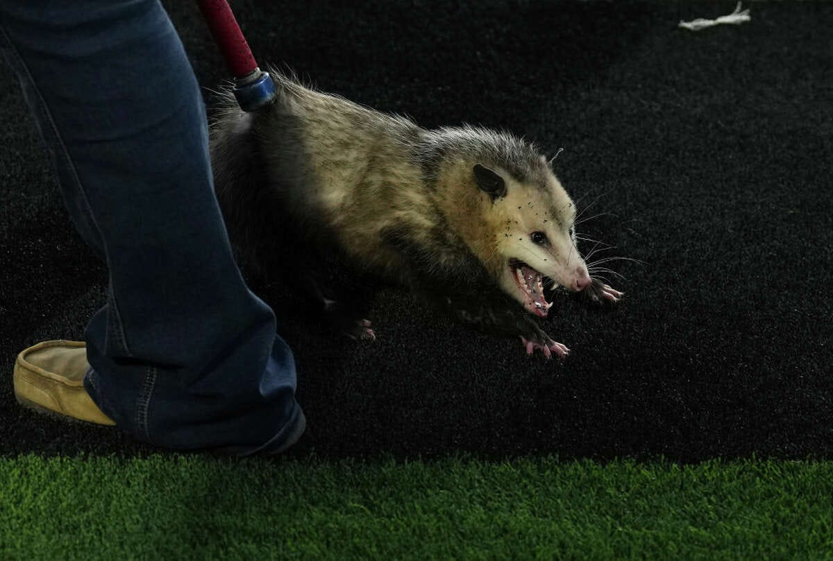 Fun Opossum Facts and Video