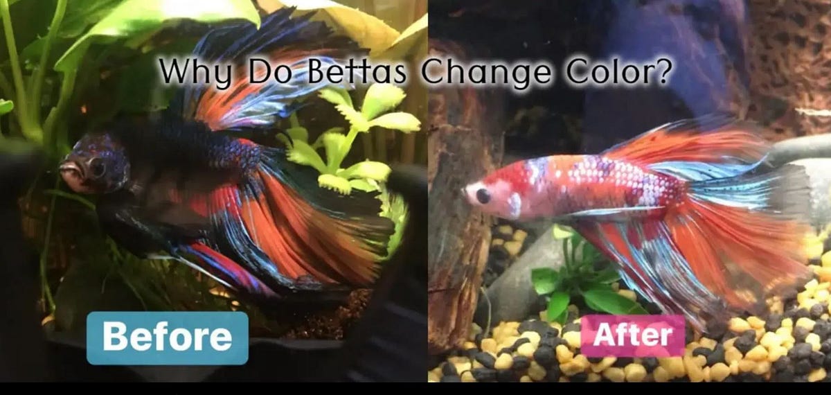 Why Do Betta fish Change Color? Nice Betta Thailand Medium