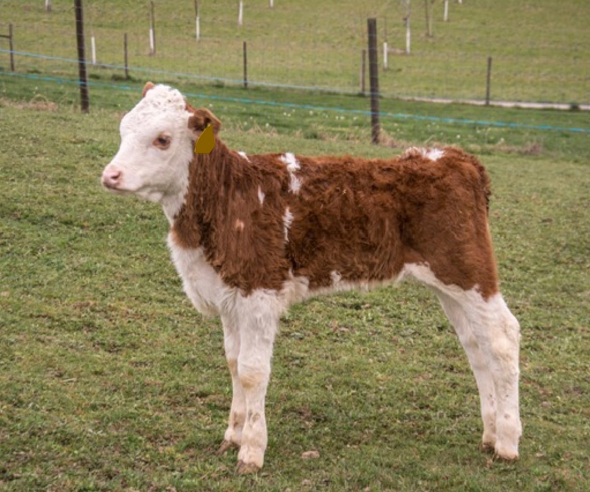 dubarry wide calf