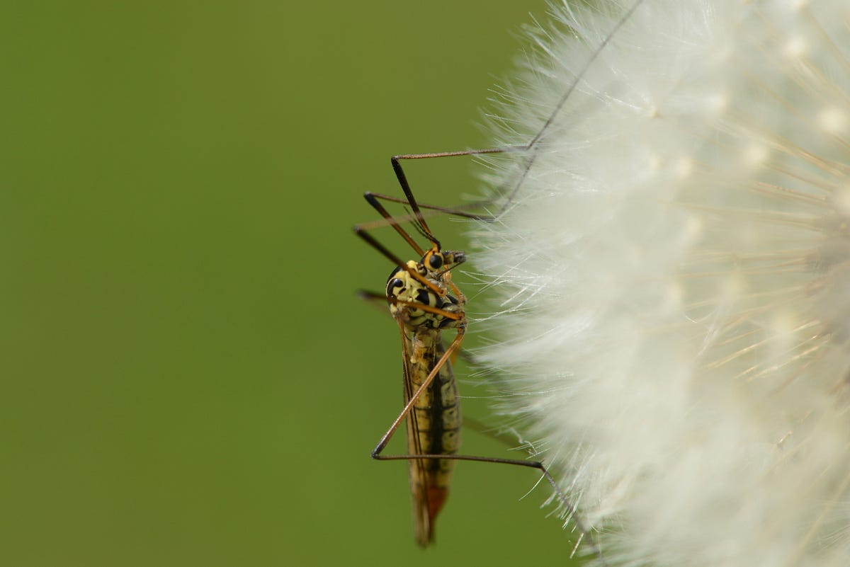 The proven and effective mosquito control company in fate texas by j