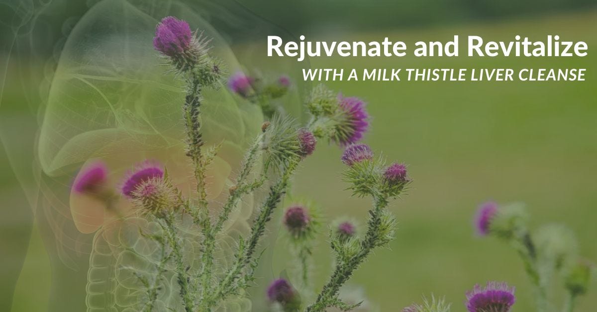 Rejuvenate and Revitalize with a Milk Thistle Liver Cleanse by Rob