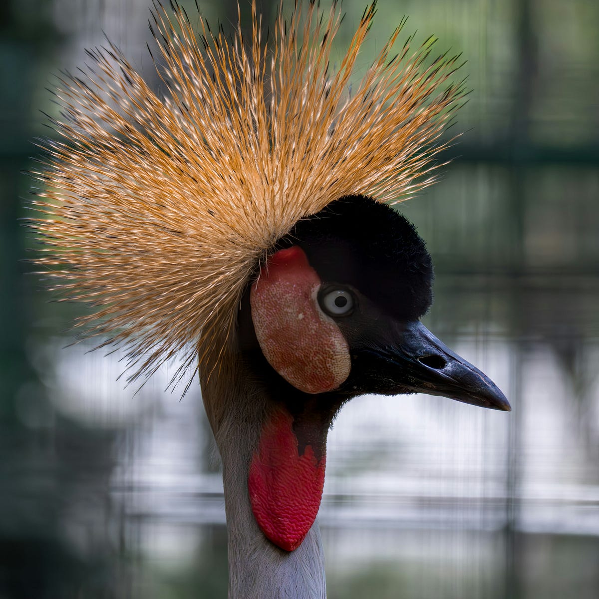 How to Stay in Alignment (When Your Feathers are Ruffled) | by Laura ...