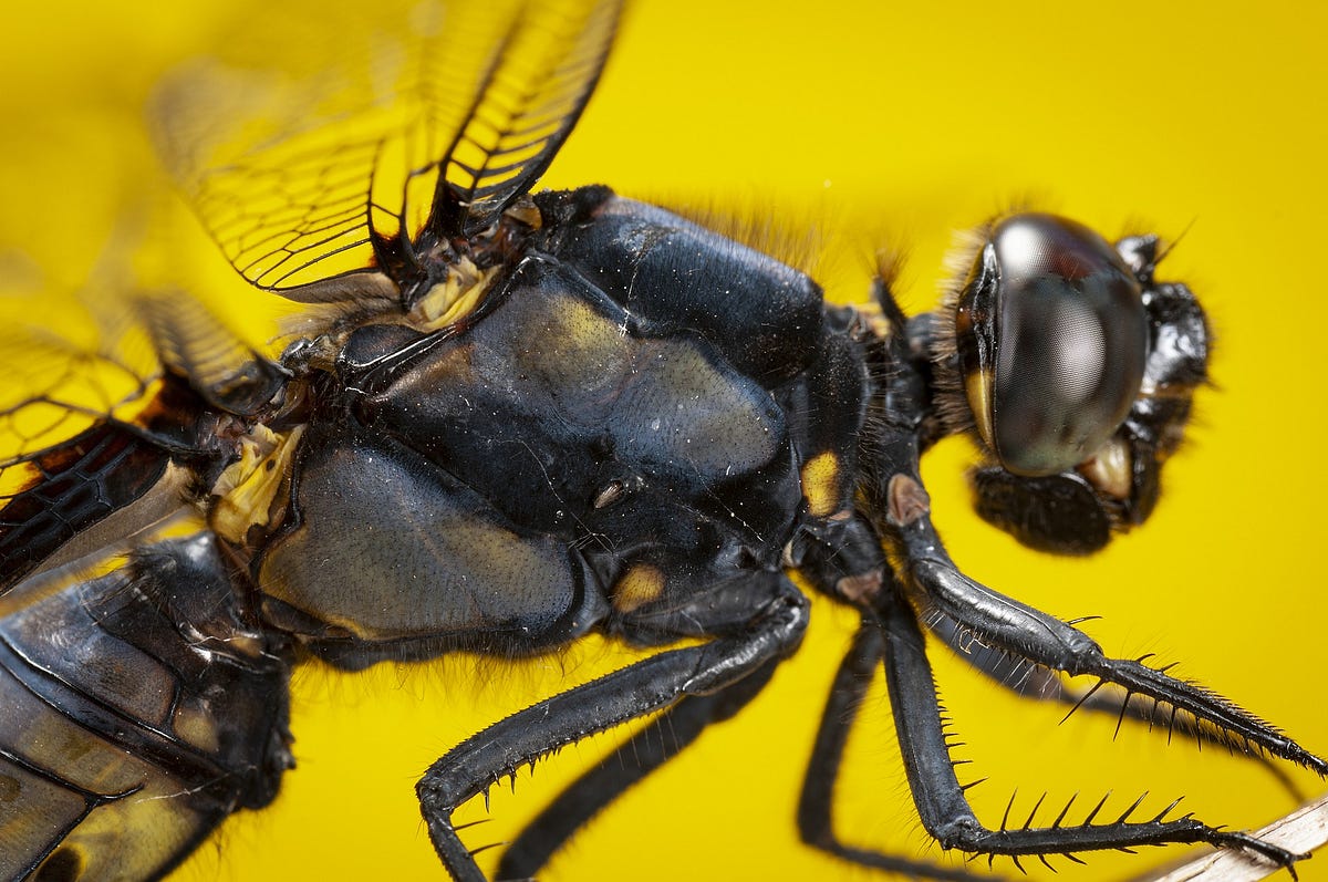 Creating an Angular Material Expansion Indicator Animation by Ole