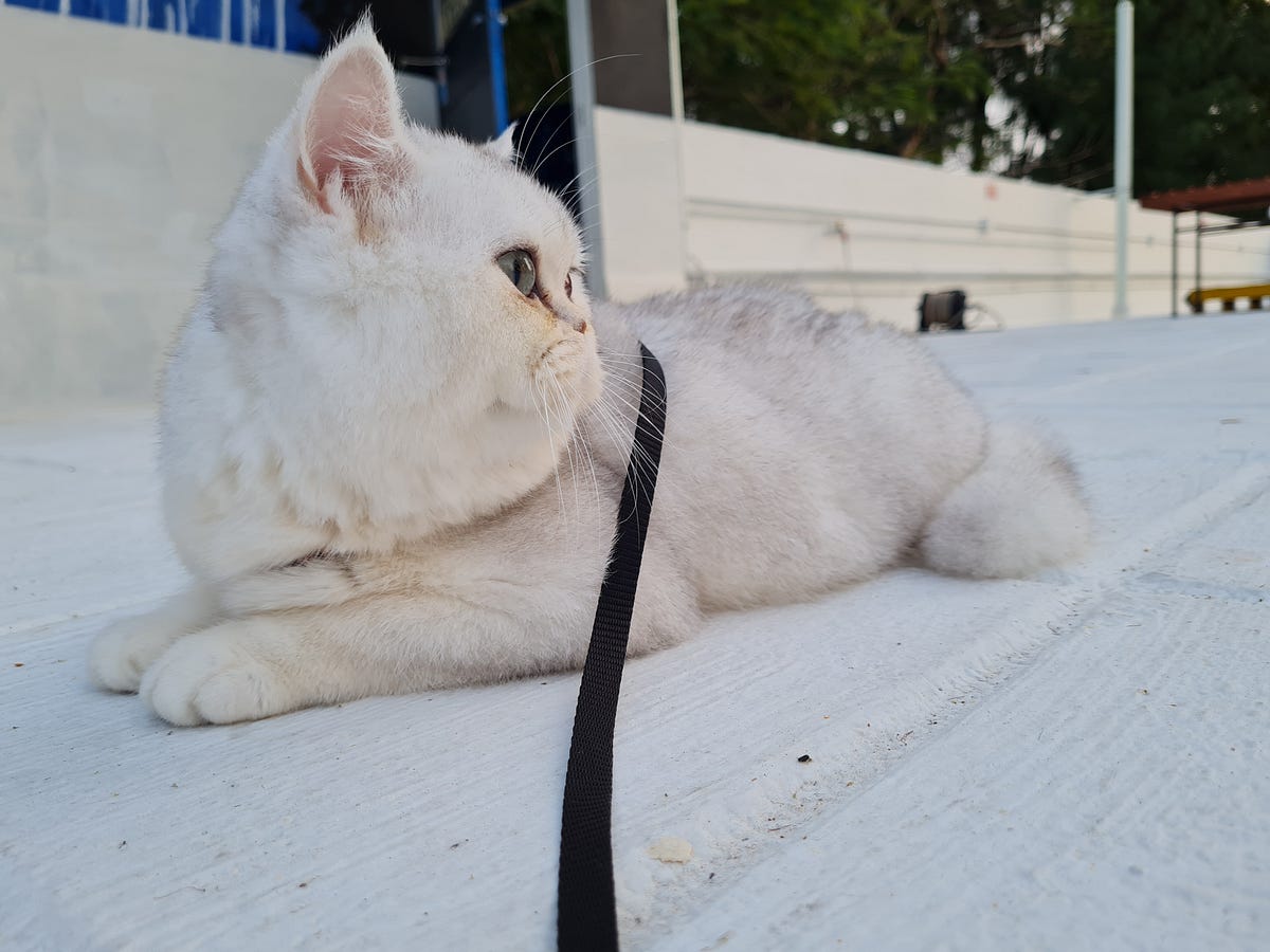 How to properly leash train your cat by Latte's Diary Medium