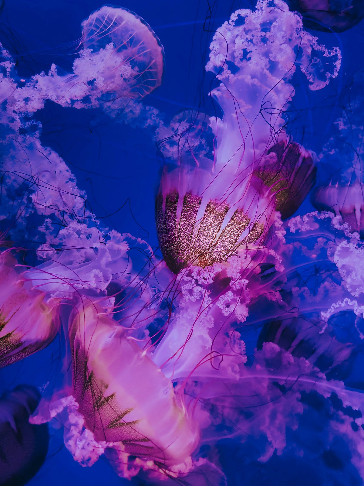 Jellyfish have no hearts. Does that mean they cannot love?