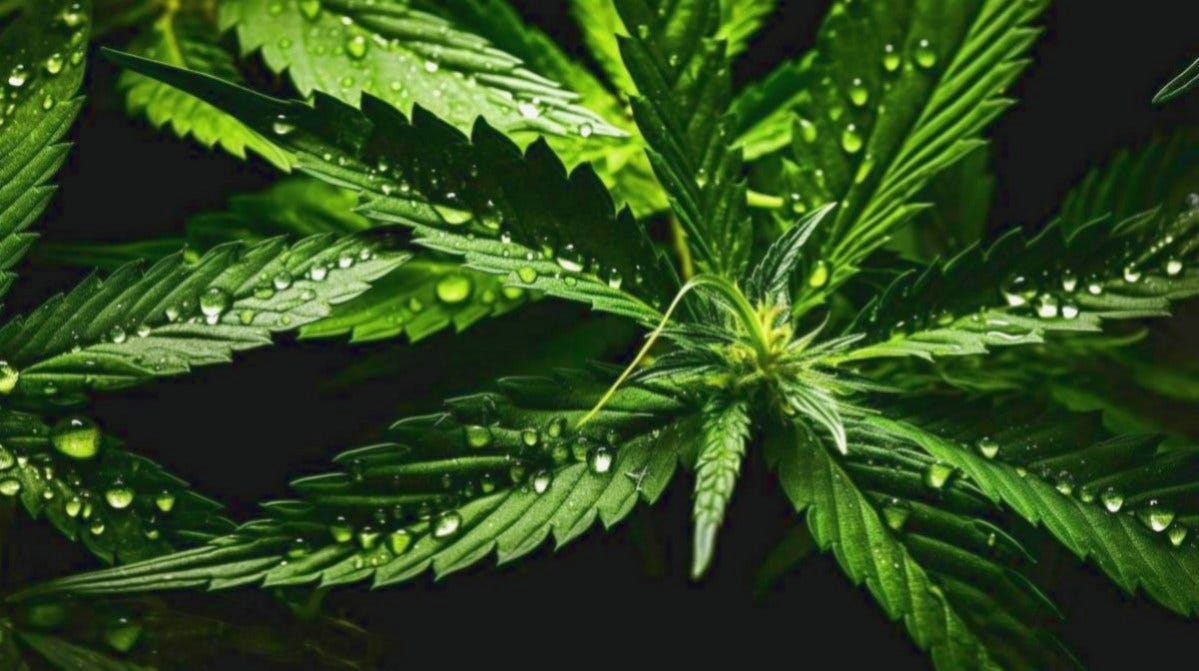 Les Meilleures Offres avec Code Promo CBD Boutique ELiquide Cbd Info