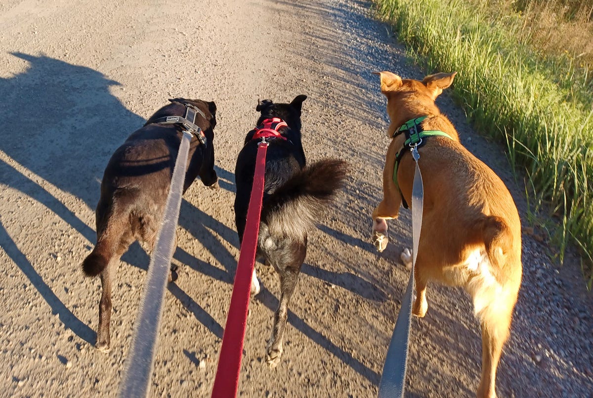 Why Is My Dog So Anxious On Walks? by Susan Nilson Founder The