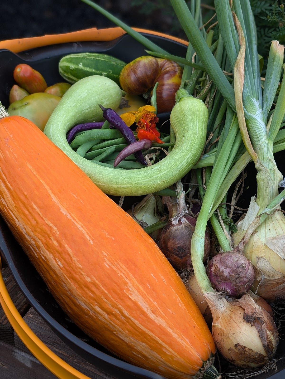 3 Reasons Why Cultivating Your Own Vegetables is About Feeding Your ...