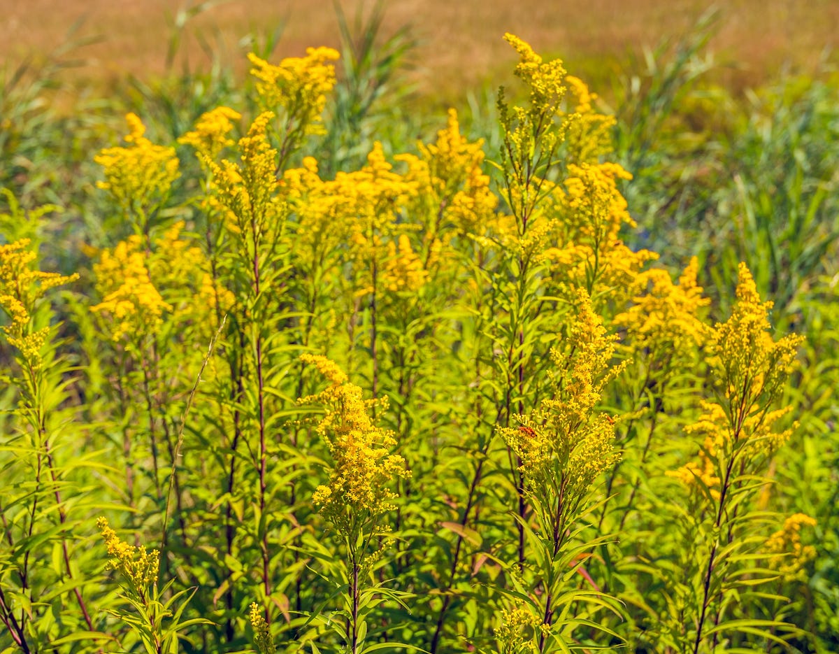 The Meaning Behind Fall Flowers. As autumn blankets the landscape in