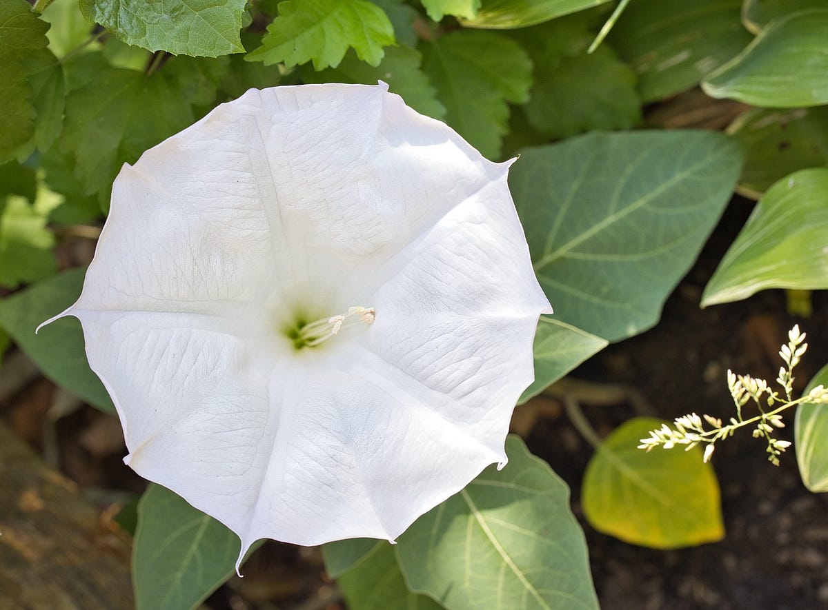 How to Grow and Care for Moonflower by Nov, 2023 Medium