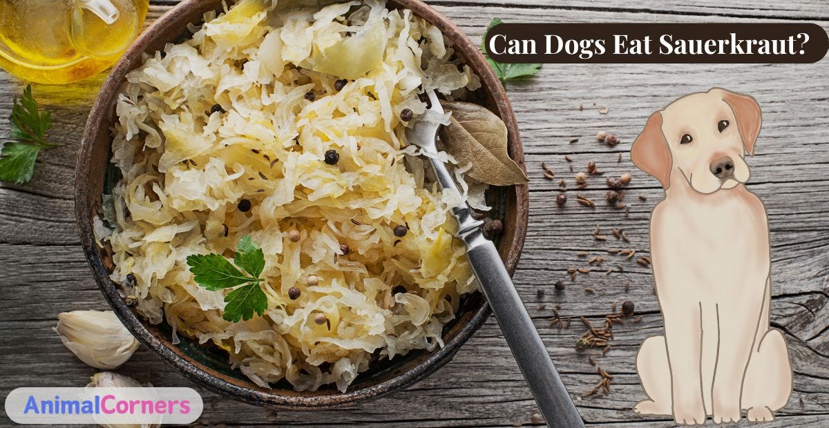 Can Dogs Eat Sauerkraut?. When it comes to canine nutrition, pet… by Animal Corners Medium