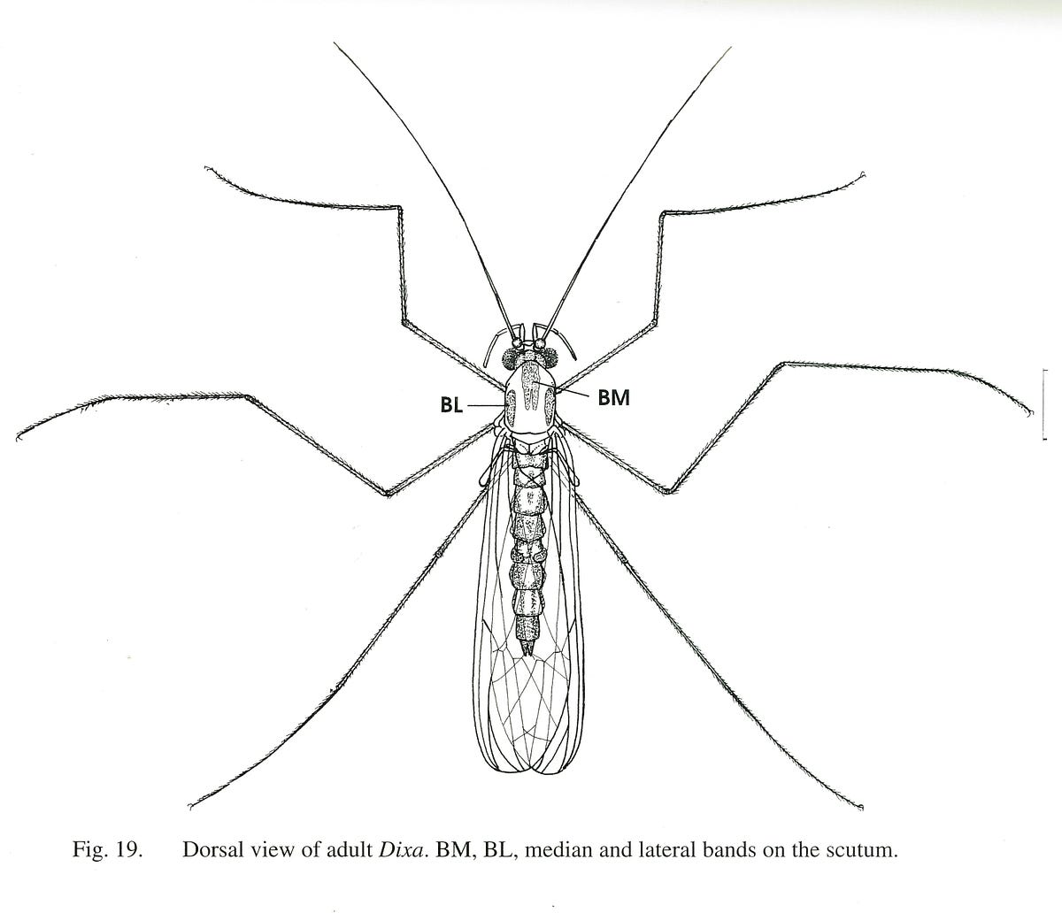 What’s the point of midges — and how do you stop them biting? by