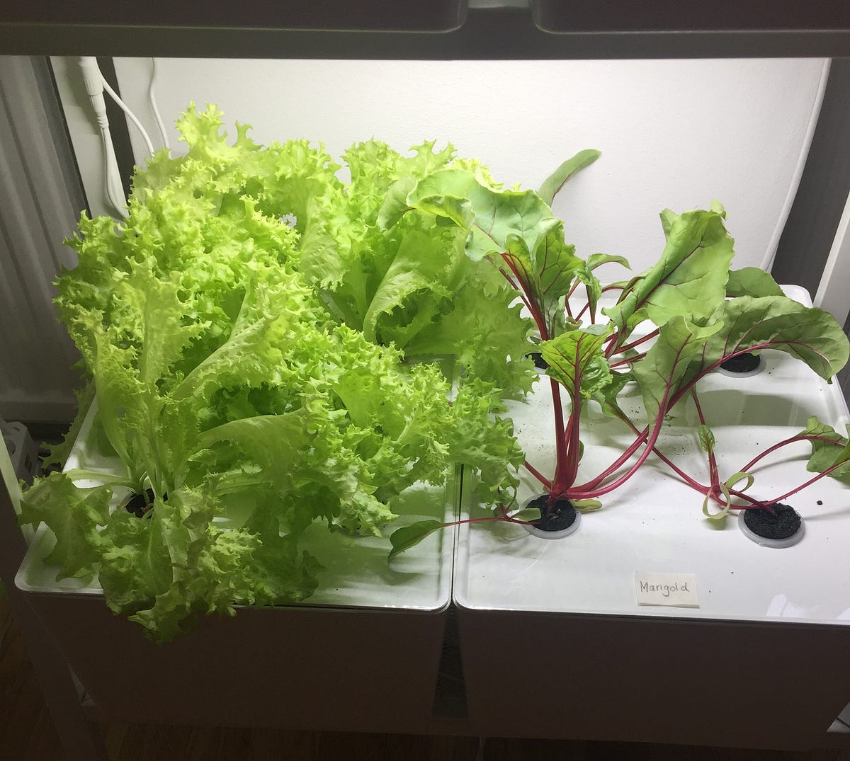 DIY Hydroponic system for herbs and vegetables on a budget — step by step guide by David