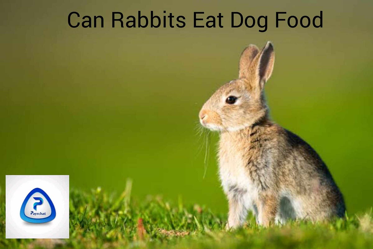 Understanding the Rabbit Diet Can Rabbits Eat Dog Food by Md kamrul