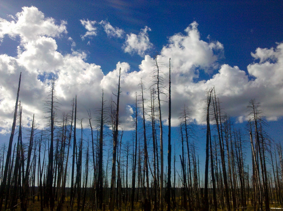 Image of: What the Santa Rosa Fires Taught Me