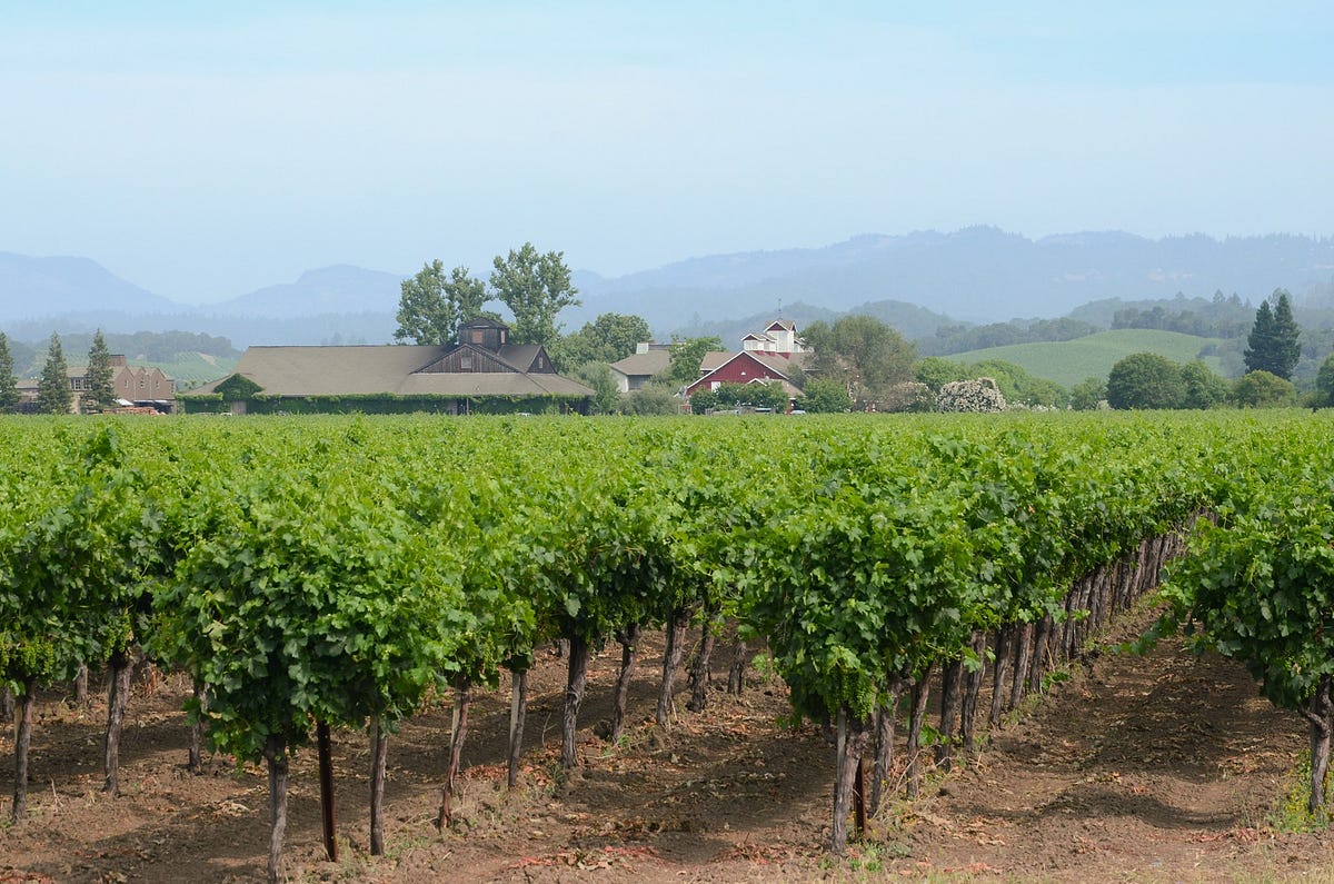 Image of: What Are the Most Chill Wineries in Napa and Sonoma?