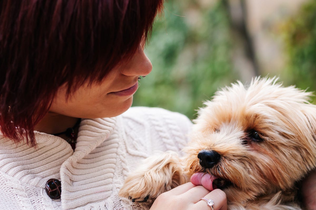 Why does your dog lick you? (Part 27 Dog Behavior & Training) by