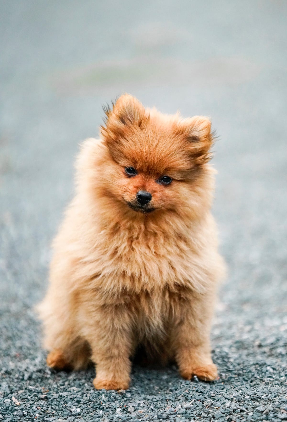 The Science of Dog Brain Training: Tips and Techniques Dog Brain The Science of Dog Brain Training: Tips and Techniques Dog Brain