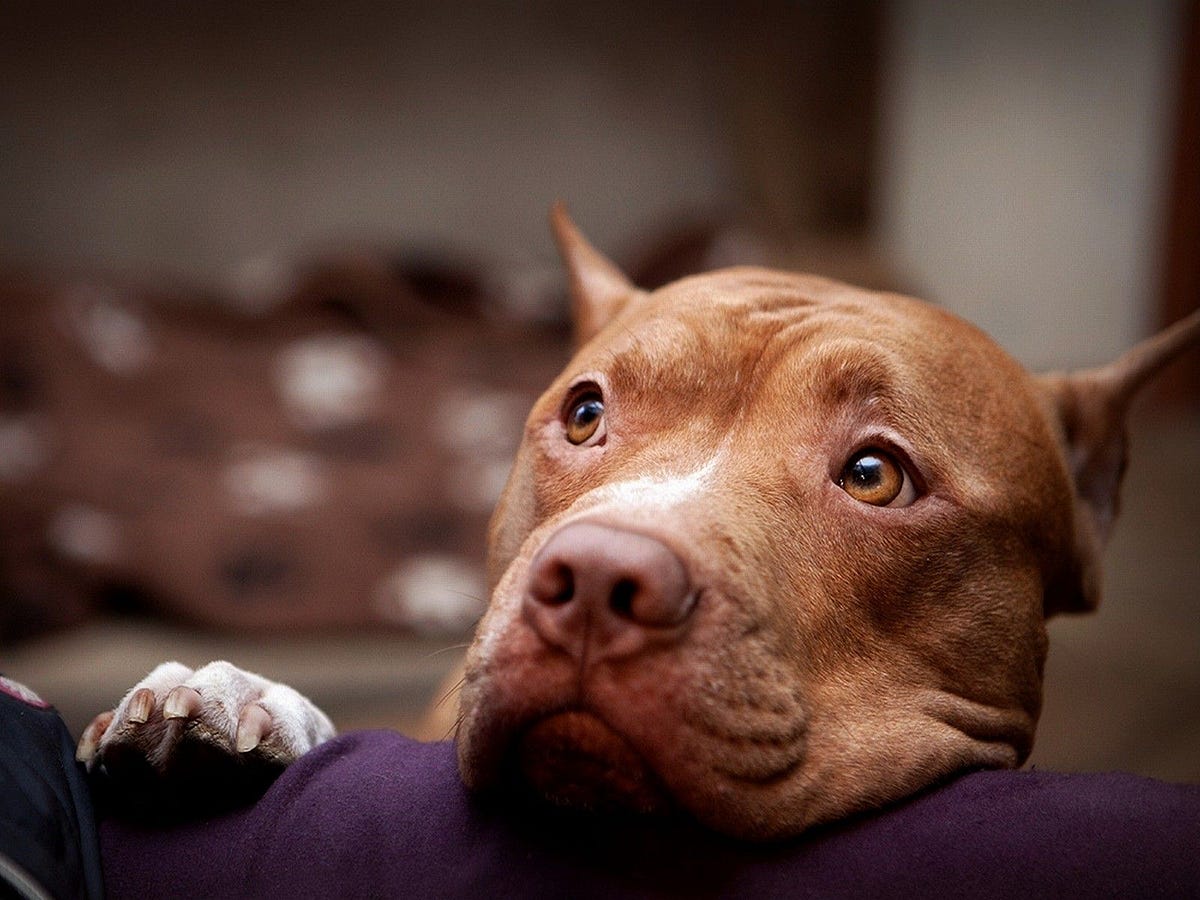 Bad rap hotsell pitbull rescue