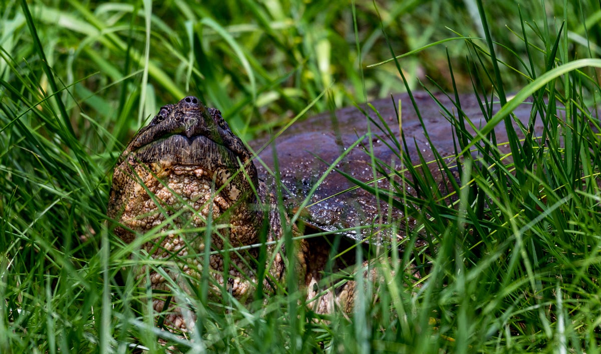 The Gigantic and Cute Snapping Turtle | by Randy Runtsch | Six Word ...