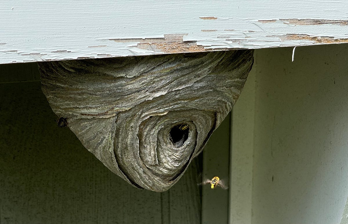 Anatomy Of A Bee Nest. What’s hidden inside… by Todd B Harrington
