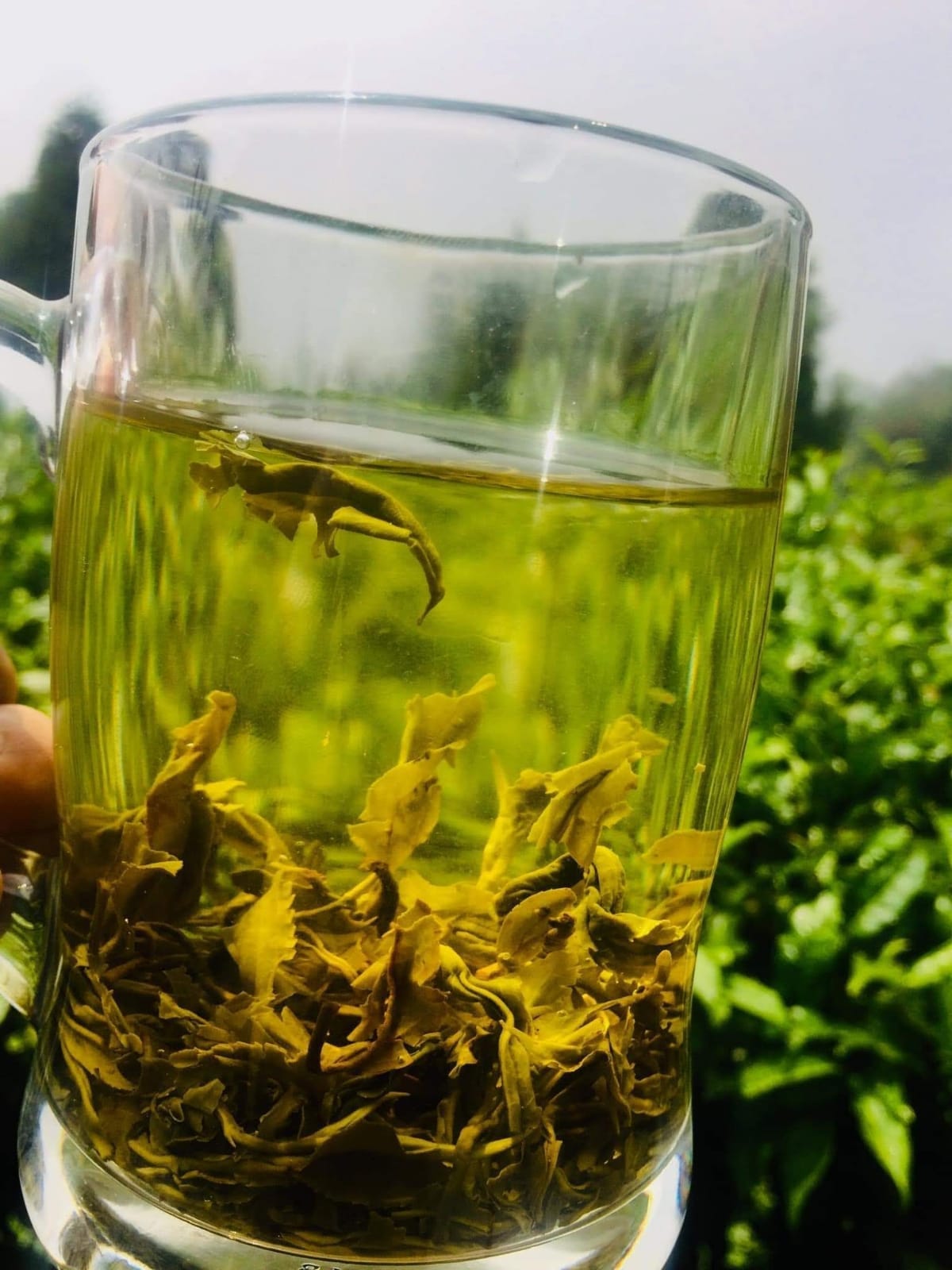 Understanding Bitterness in Green Tea and Tips to Eliminate It by Rajashree Purkayastha Medium