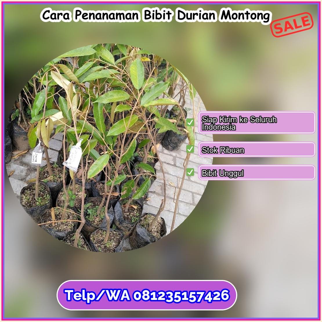 Cara Penanaman Bibit Durian Montong | by Marlino Kemuning | Jul, 2023 ...